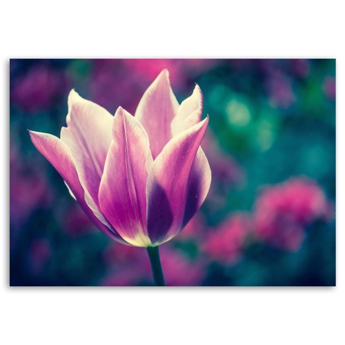 Obraz na plátně Tulipány Květiny Příroda Fialová