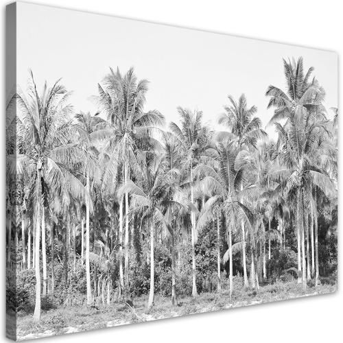 Obraz na plátně, Černé a bílé palmy v džungli