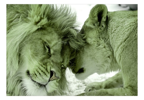 Fototapeta - Lion Tenderness (Green)
