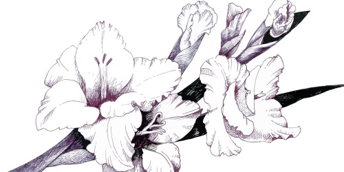 Obraz ilustrace kvetoucího mečíků