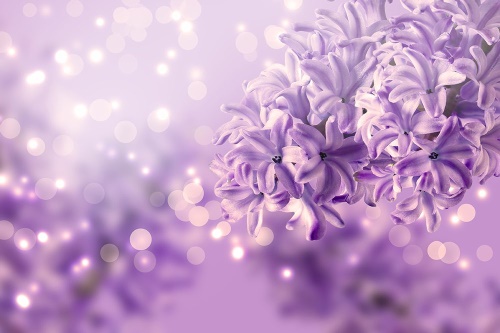 Tapeta květ šeříku fialový