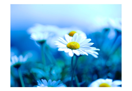 Fototapeta - Daisy on a blue meadow