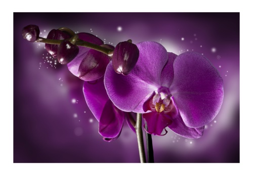 Fototapeta - Pohádka a orchidea