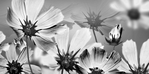 Obraz zahradní květiny v černobílém provedení