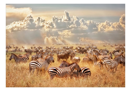 Fototapeta - Zebra Land
