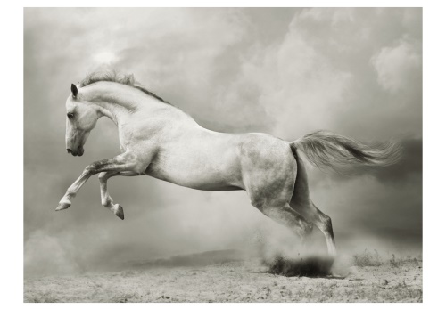 Fototapeta - Wild Stallion