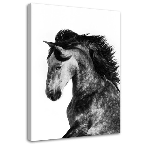 Obraz na plátně Kůň Zvířata Galloping