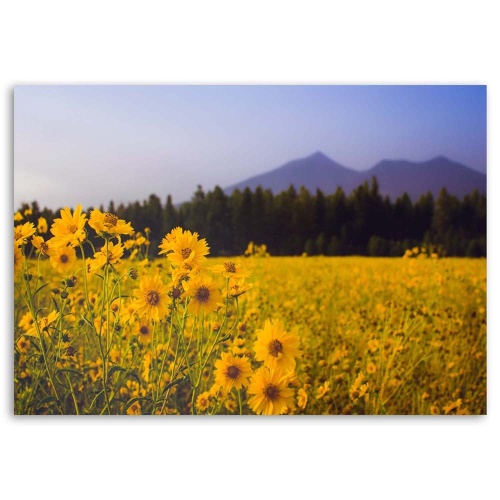 Obraz na plátně Polní květiny Žluté hory