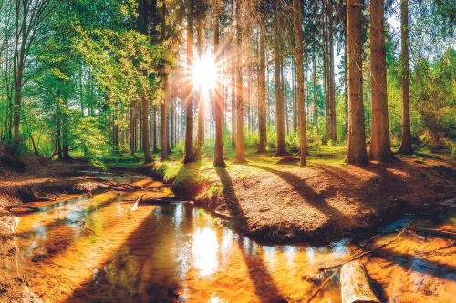 Tapeta vycházející slunce v lese