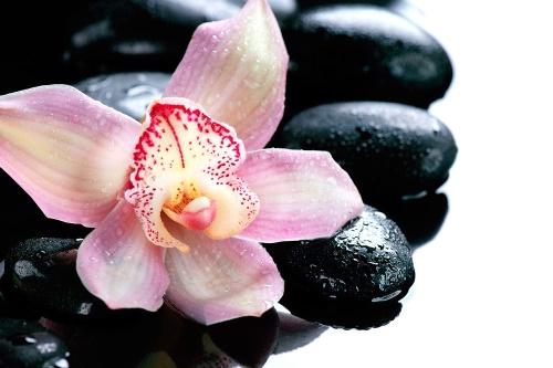 Samolepící fototapeta exotická orchidej