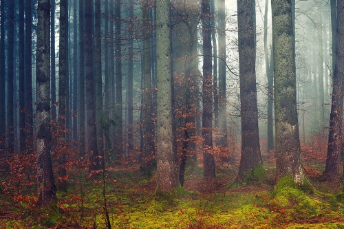Samolepící fototapeta tajemství lesa