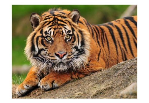 Fototapeta - Sumatran tiger