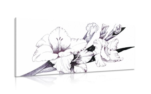 Obraz ilustrace kvetoucího mečíků