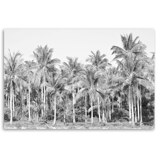 Obraz na plátně, Černé a bílé palmy v džungli