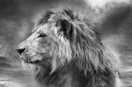 Samolepící tapeta africký lev v černobílém provedení