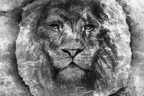 Samolepící tapeta tvář lva v černobílém provedení