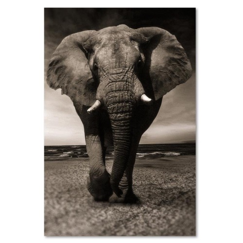Obraz na plátně Afrika Slon černobílý