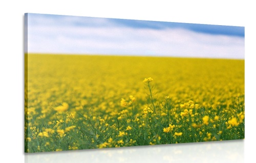 Obraz žluté pole