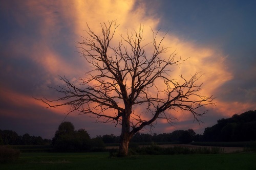 Samolepící fototapeta nádherný strom na louce