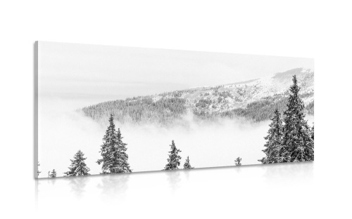 Obraz zasněžené borovicové stromy v černobílém provedení