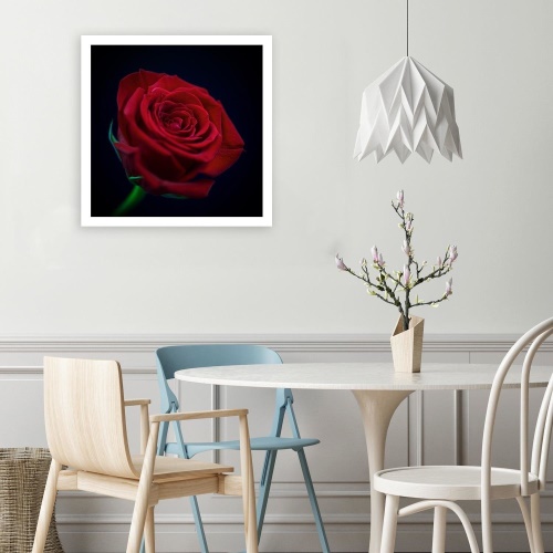 Obraz na plátně, Květ červené růže