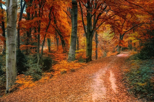 Fototapeta les v podzimním období