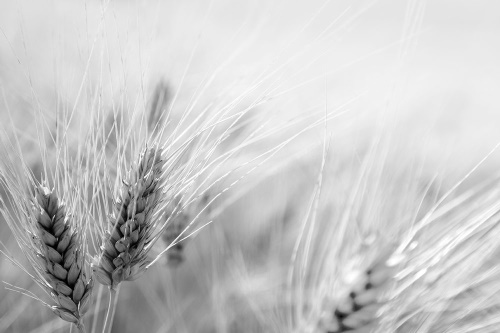 Tapeta černobílé pšeničné pole