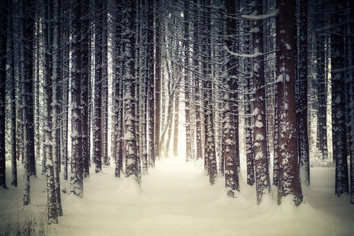 Samolepící fototapeta les zahalený sněhem