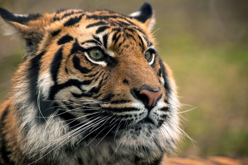 Samolepící fototapeta bengálský tygr