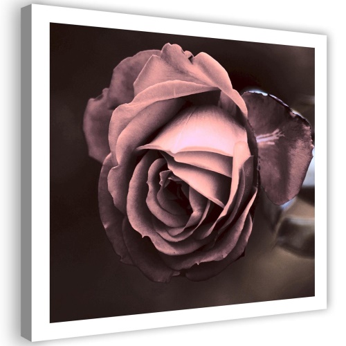 Obraz na plátně, Krásný růžový květ růže