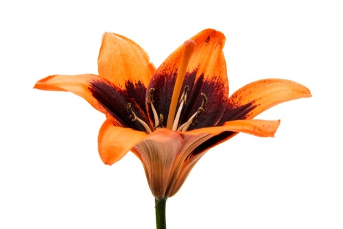 Obraz oranžová lilie