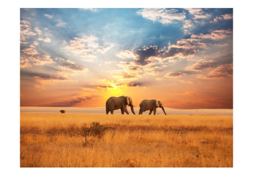 Fototapeta - African savanna elephants