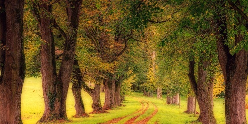 Obraz chodník podzimním lesem