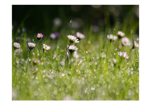 Fototapeta - Daisies with morning dew