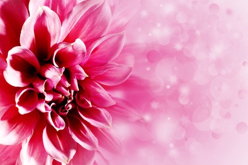 Samolepící tapeta růžový květ