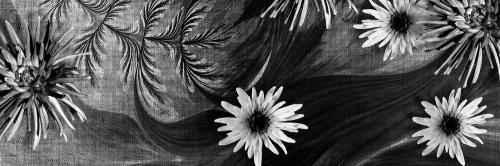 Obraz květiny na černobílém pozadí