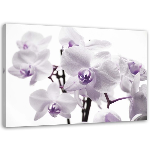 Obraz na plátně Orchidej Květ fialový