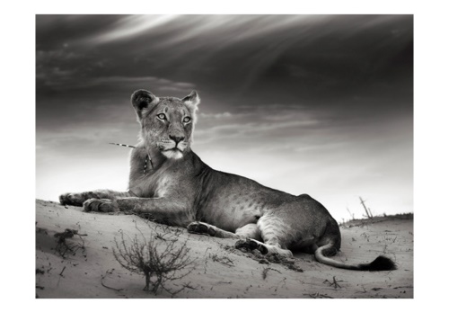 Fototapeta - Black and white lioness