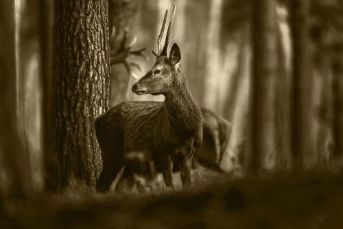 Obraz jelen v borovicovém lese v sépiové provedení