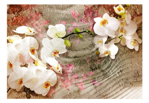 Fototapeta - Desert Orchid
