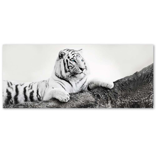 Obraz na plátně, Tygr Afrika Zvířata