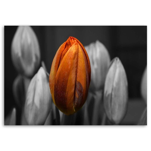 Obraz na plátně Tulipán oranžový šedý