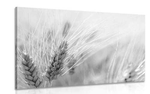 Obraz pšeničné pole v černobílém provedení