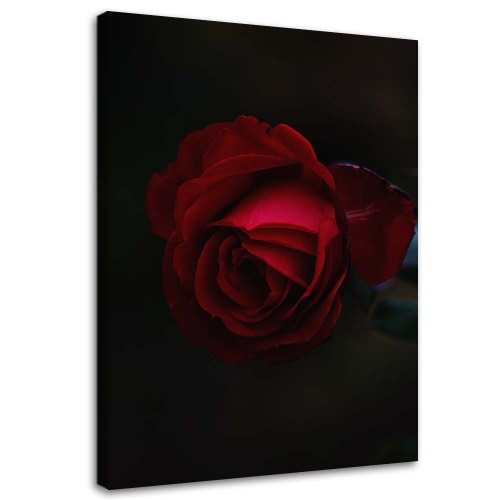 Obraz na plátně Růže Červená květina Příroda