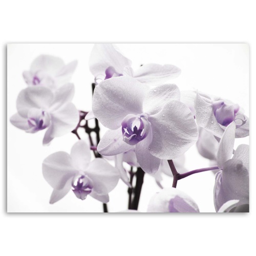 Obraz na plátně Orchidej Květ fialový