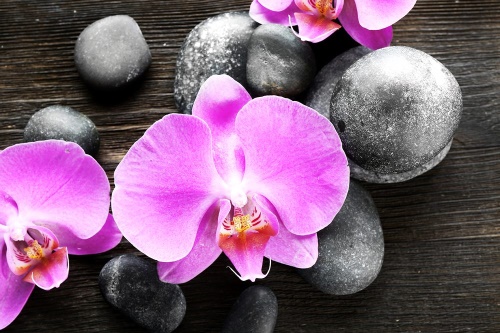 Tapeta nádherná orchidej a kameny