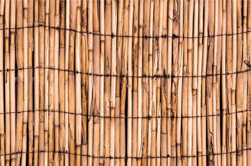 Tapeta exotický bambus