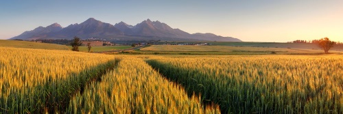 Obraz západ slunce nad pšeničným polem
