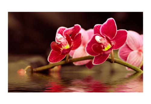 Fototapeta - Krásné květy orchidejí na vodě