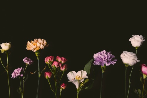 Samolepící fototapeta elegantní květiny na tmavém pozadí